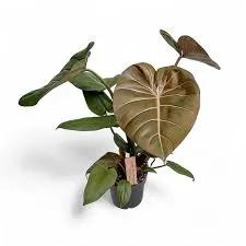 Philodendron Gloriosum Summer Glory green heart leaves potted plant Terra Cotta Boutique on Tampa Home & Garden Store