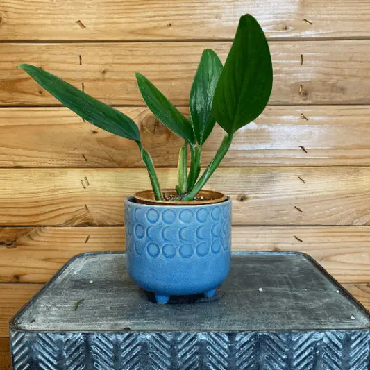 Philodendron Guttiferum 4-inch plant in a blue ceramic pot on wood by The Plant Farm on Tampa Home & Garden Store