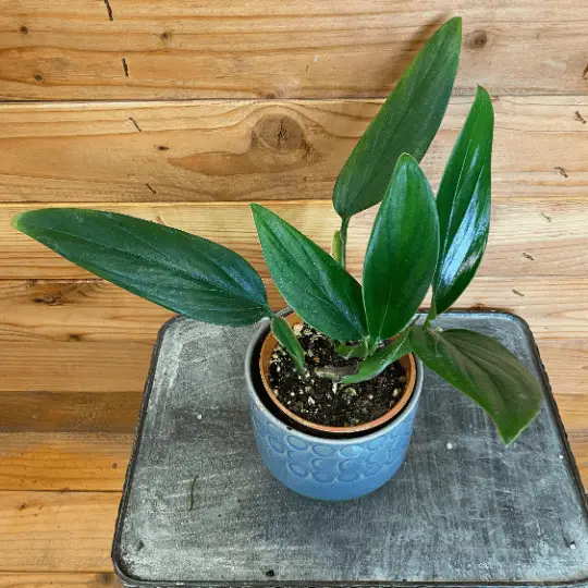 Philodendron Guttiferum 4 in plant with glossy green leaves in a blue textured pot on Tampa Home & Garden Store