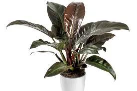 Philodendron Imperial Red burgundy leaves in pot Terra Cotta Botanical Boutique on Tampa Home & Garden Store