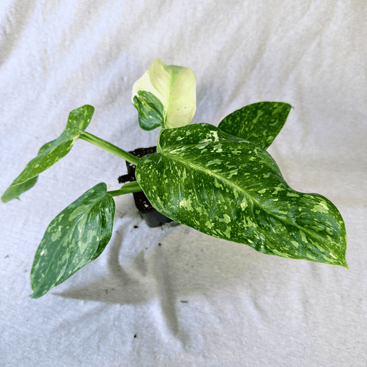 Philodendron Jose Buono - Tampa Home & Garden Store