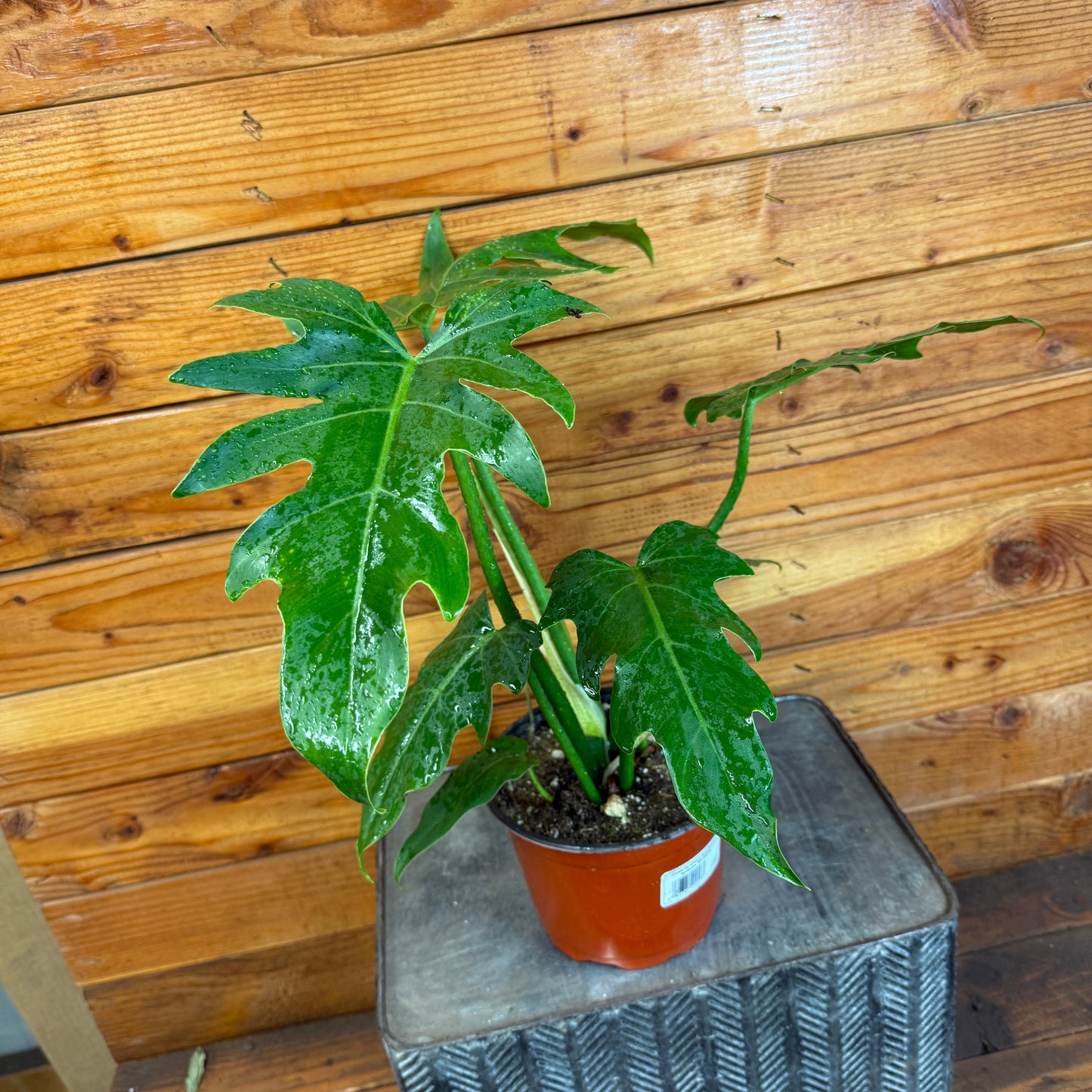 Philodendron Mayoi, 6" Plant - Tampa Home & Garden Store