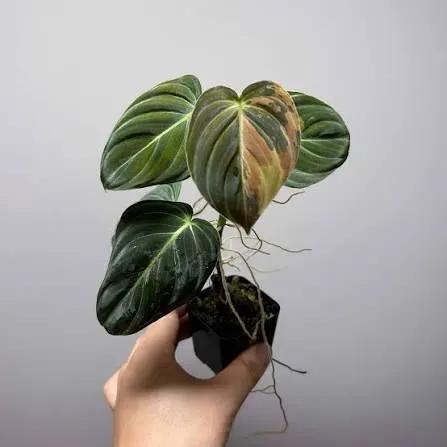 Philodendron Melanocrysum plant with dark green variegated leaves in a small pot on Tampa Home & Garden Store