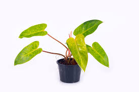 Philodendron Painted Lady potted plant with pink stems, green leaves, Terra Cotta Botanical Boutique on Tampa Home & Garden Store