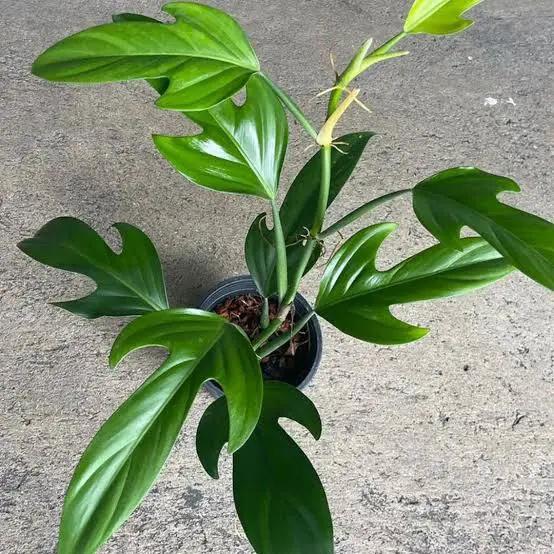Philodendron Panduriforme plant with glossy green lobed leaves in a small black pot on Tampa Home & Garden Store