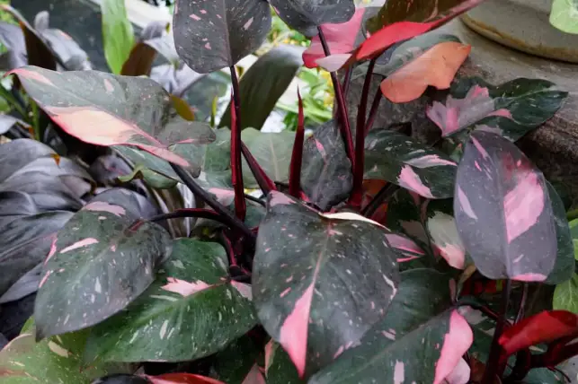 Philodendron Pink Princess indoor plant with pink variegation on dark green leaves on Tampa Home & Garden Store