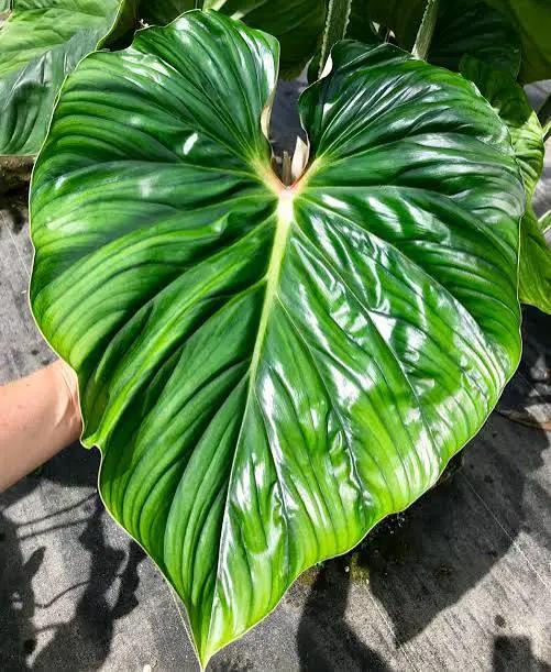 Philodendron Plowmanii plant with a glossy heart-shaped leaf and lime accents, potted plant on Tampa Home & Garden Store