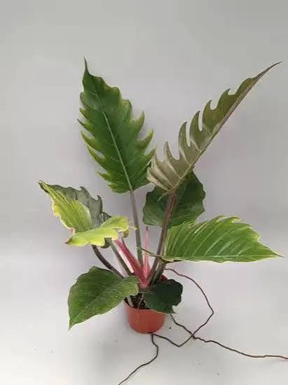 Philodendron Pluto plant in terracotta pot with pink stems and large green leaves Terra Cotta Botanical Boutique on Tampa Home & Garden Store