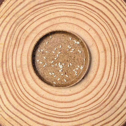 Philodendron Selloum 'Split Leaf Philodendron' Seeds - Tampa Home & Garden Store