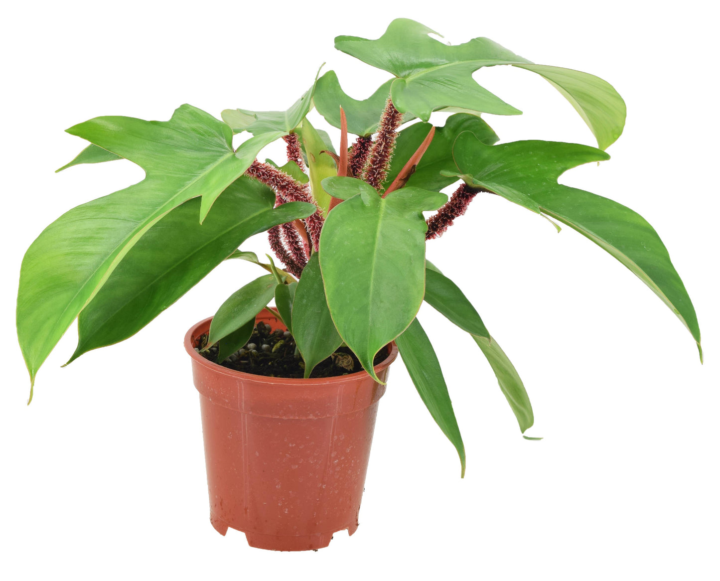 Philodendron Squamiferum 4 inch in Grower Pot - Tampa Home & Garden Store