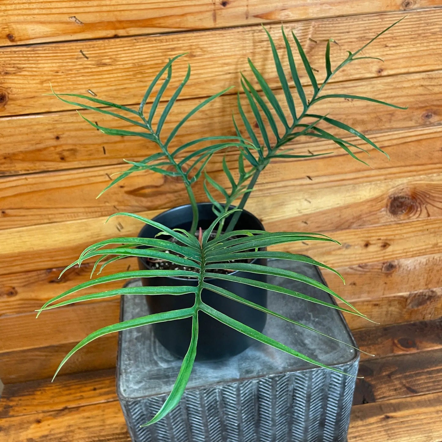 Philodendron Tortum, 6" Plant - Tampa Home & Garden Store