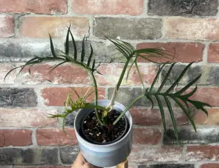 Philodendron Tortum Fast Grower plant in gray plastic pot with long arching green fronds on Tampa Home & Garden Store
