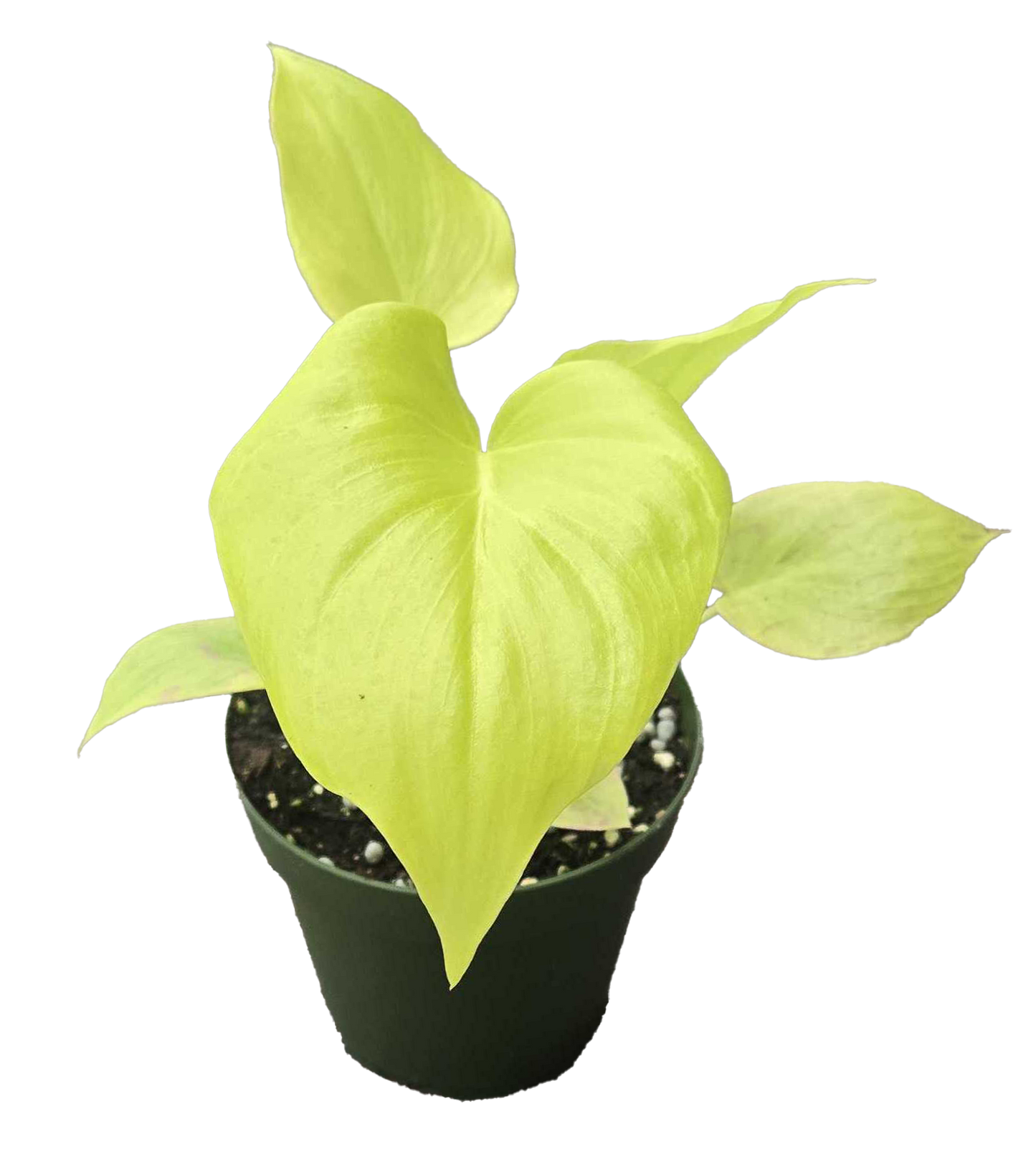 Philodendron Warscewiczii plant, 4-inch grower pot, lime-green leaves in black pot on Tampa Home & Garden Store