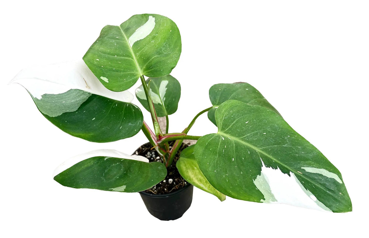 Philodendron White Princess 4 inch grower pot with variegated green leaves and red stems on Tampa Home & Garden Store