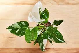 Philodendron White Princess variegated plant in white pot with green and white leaves on Tampa Home & Garden Store