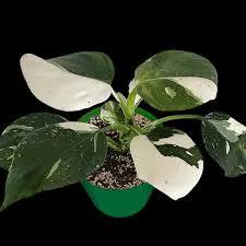 Philodendron White Wizard indoor plant with variegated green and white leaves in a green pot on Tampa Home & Garden Store