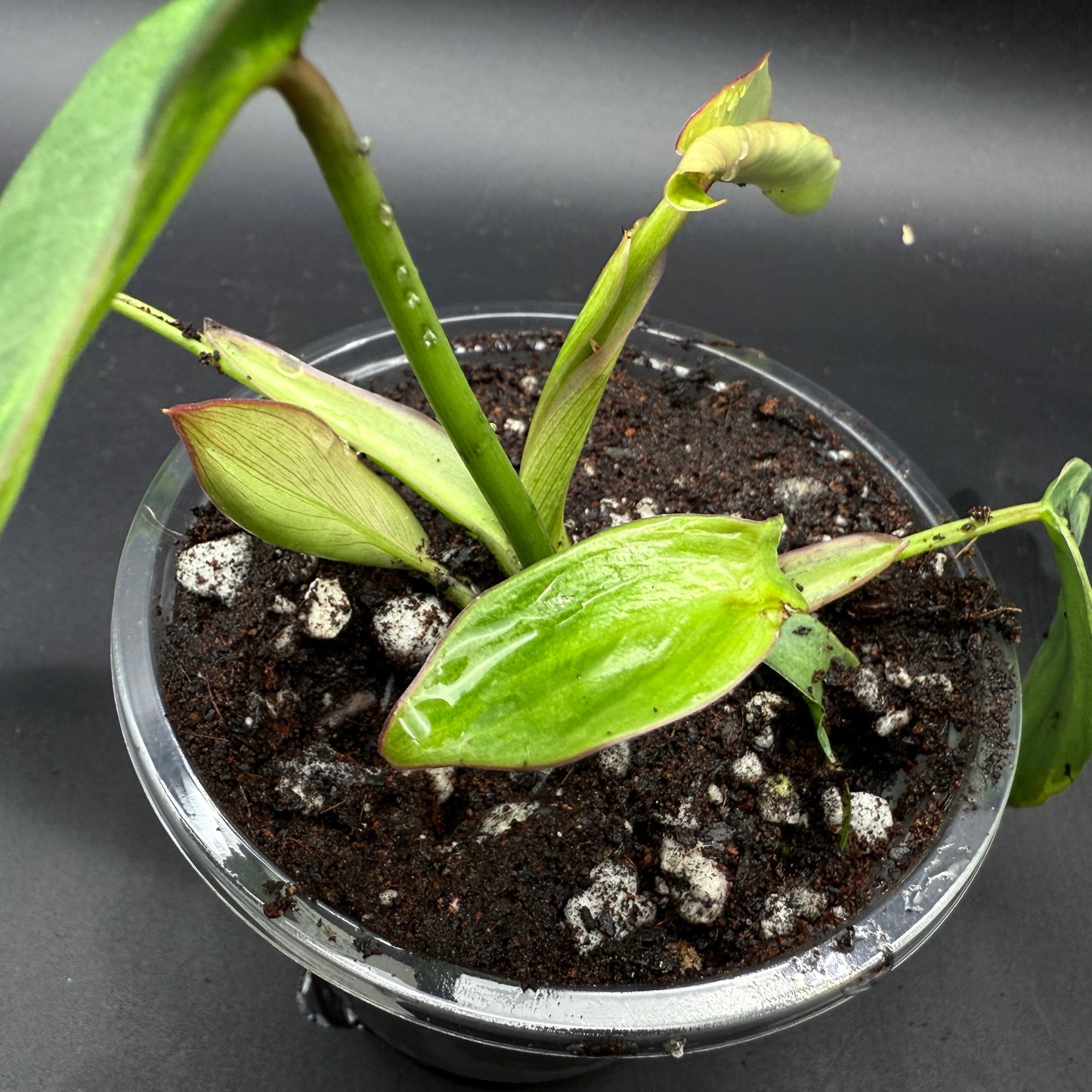 Philodendron longilobatum ‘Lelano Miyano’ Variegated (903) - Tampa Home & Garden Store