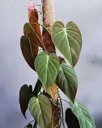 Philodendron Micans plant with velvety heart leaves, green burgundy, Terra Cotta Boutique on Tampa Home & Garden Store
