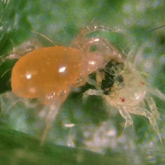 Phytoseiulus persimilis predatory mite orange body on leaf for mite control Growers House Auto on Tampa Home & Garden Store