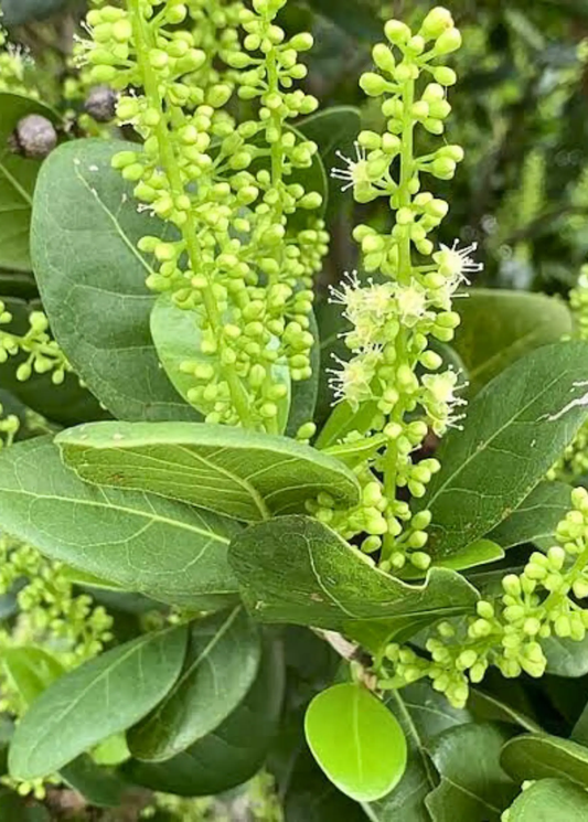 Pigeon Plum Tree Coccoloba diversifolia fruiting plant with flower buds and leaves Sow Exotic on Tampa Home & Garden Store