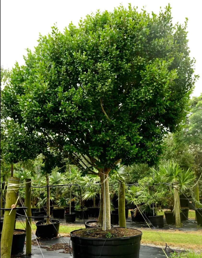 Pigeon Plum Tree Coccoloba diversifolia in pot with green canopy on Tampa Home & Garden Store