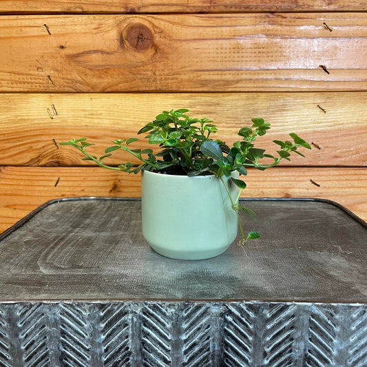 Pilea Espresso houseplant with small green leaves in a mint-green pot on Tampa Home & Garden Store