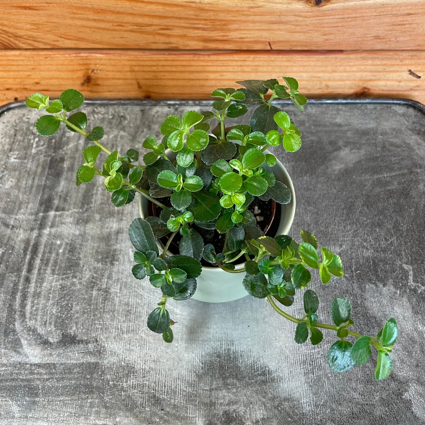 Pilea Espresso houseplant with glossy dark-green rounded leaves in a small pot on Tampa Home & Garden Store