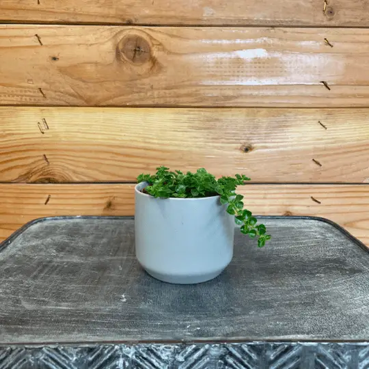 Pilea Green Baby Tears plant in a gray ceramic pot, 2 in houseplant by The Plant Farm on Tampa Home & Garden Store