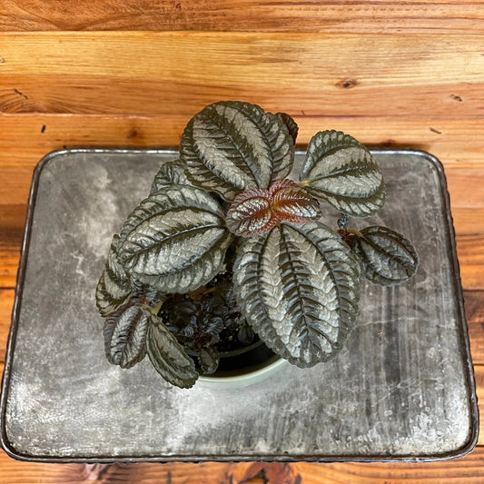 Pilea Norfolk 4-inch friendship plant with dark green quilted leaves in a pot on a tray on Tampa Home & Garden Store