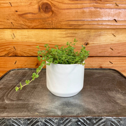 Pilea Tiny Tears 2 Inch Plant in white pot with green trailing leaves on Tampa Home & Garden Store