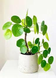 Pilea Peperomioides plant with round coin leaves in a speckled white ceramic pot on Tampa Home & Garden Store