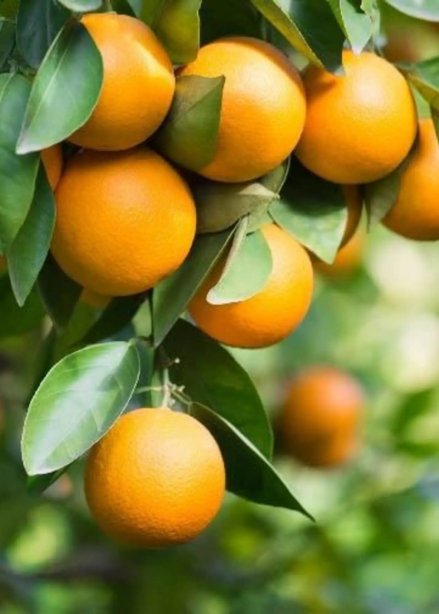 Pineapple Orange Citrus Sinensis fruit tree with ripe oranges on green leaves on Tampa Home & Garden Store