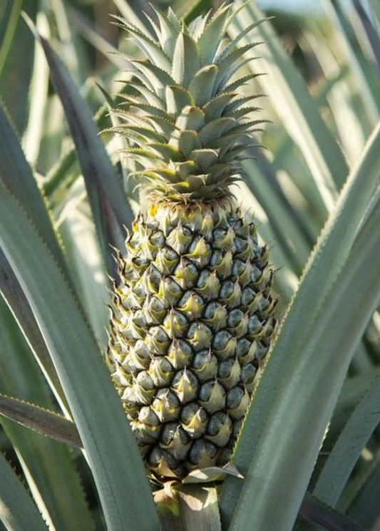 Florida Special Pineapple Plant Ananas comosus fruiting plant with pineapple and blue leaves on Tampa Home & Garden Store