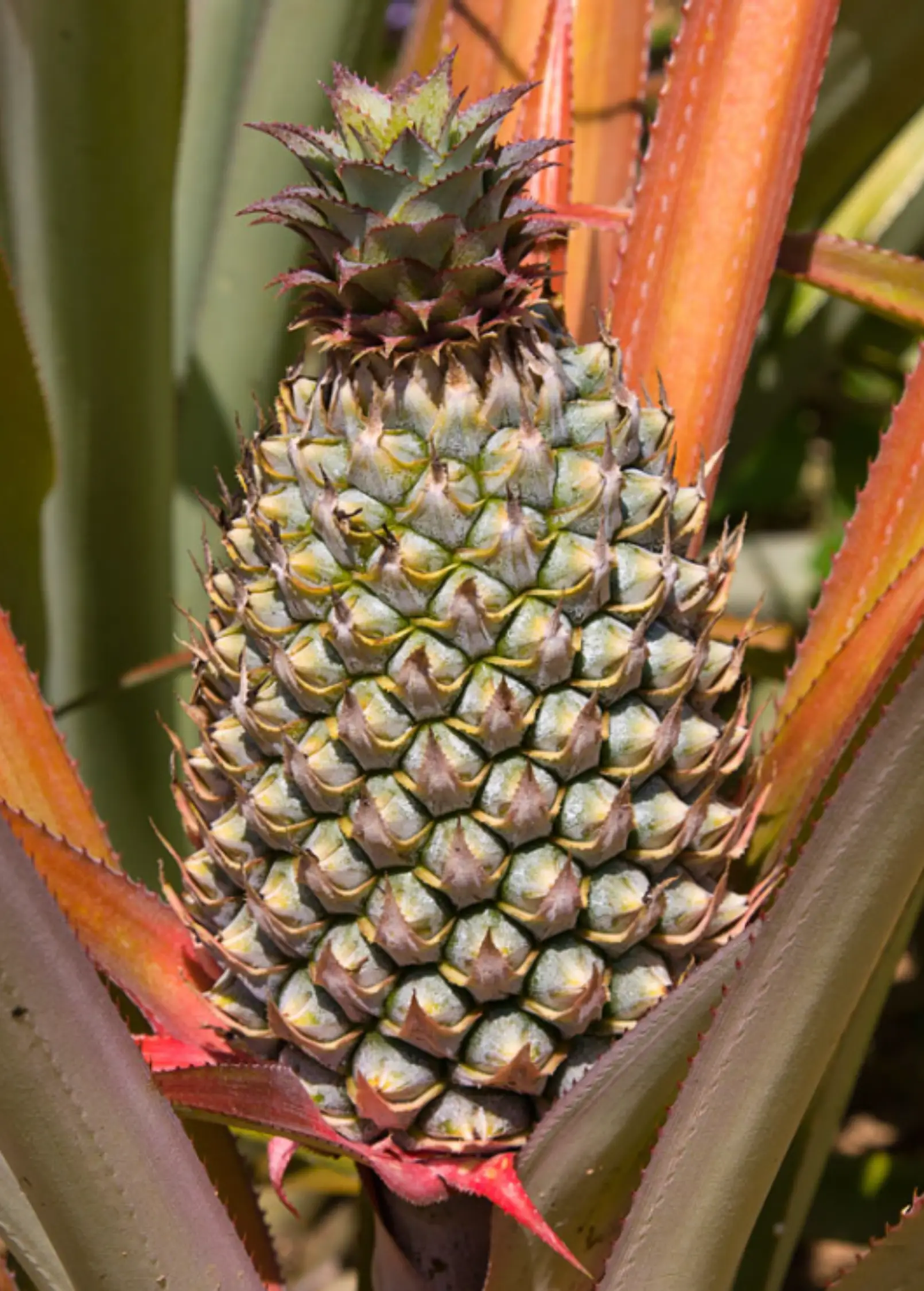 Florida Special Pineapple Plant Ananas comosus with purple-edged crown on a textured pineapple fruit on Tampa Home & Garden Store