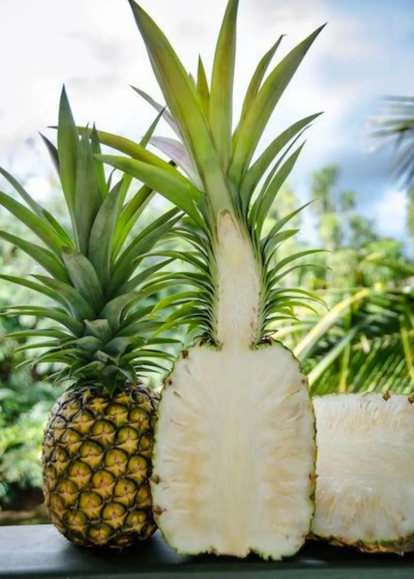 Sugar Loaf pineapple plant with green leaves and two yellow pineapples, garden plant on Tampa Home & Garden Store