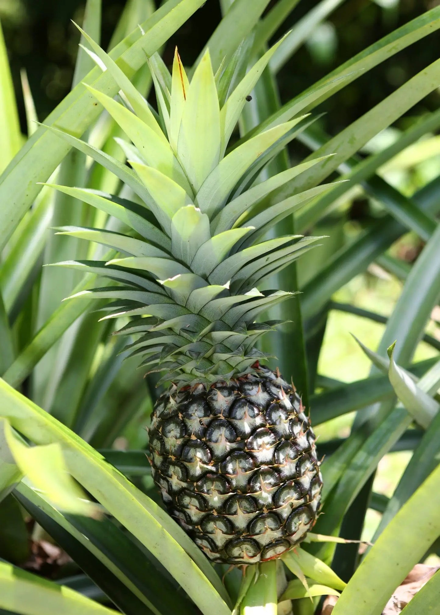 White Jade Pineapple Plant fruiting plant with green spiky leaves and pineapple on Tampa Home & Garden Store