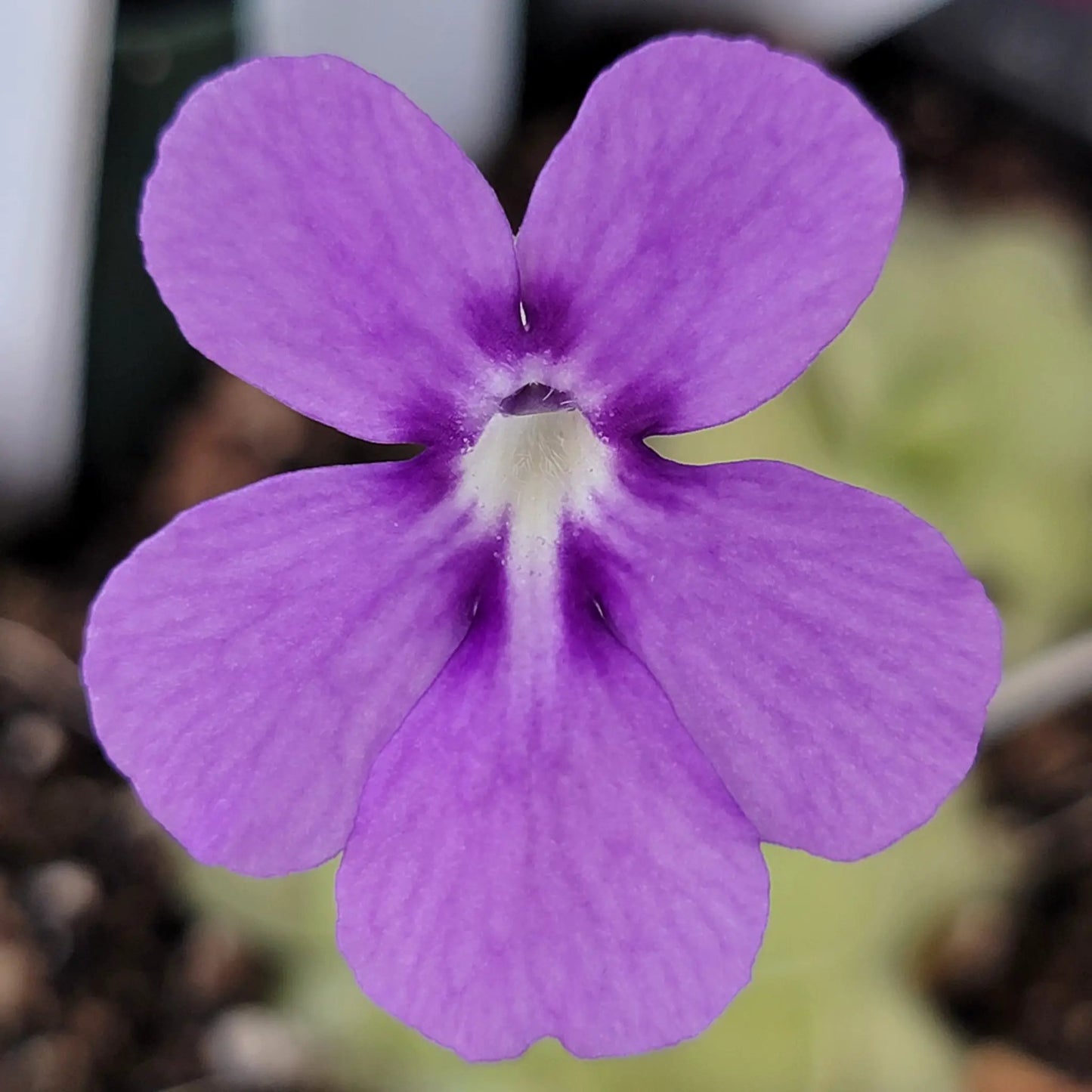 Pinguicula "ANPA A" x cyclosecta - Tampa Home & Garden Store