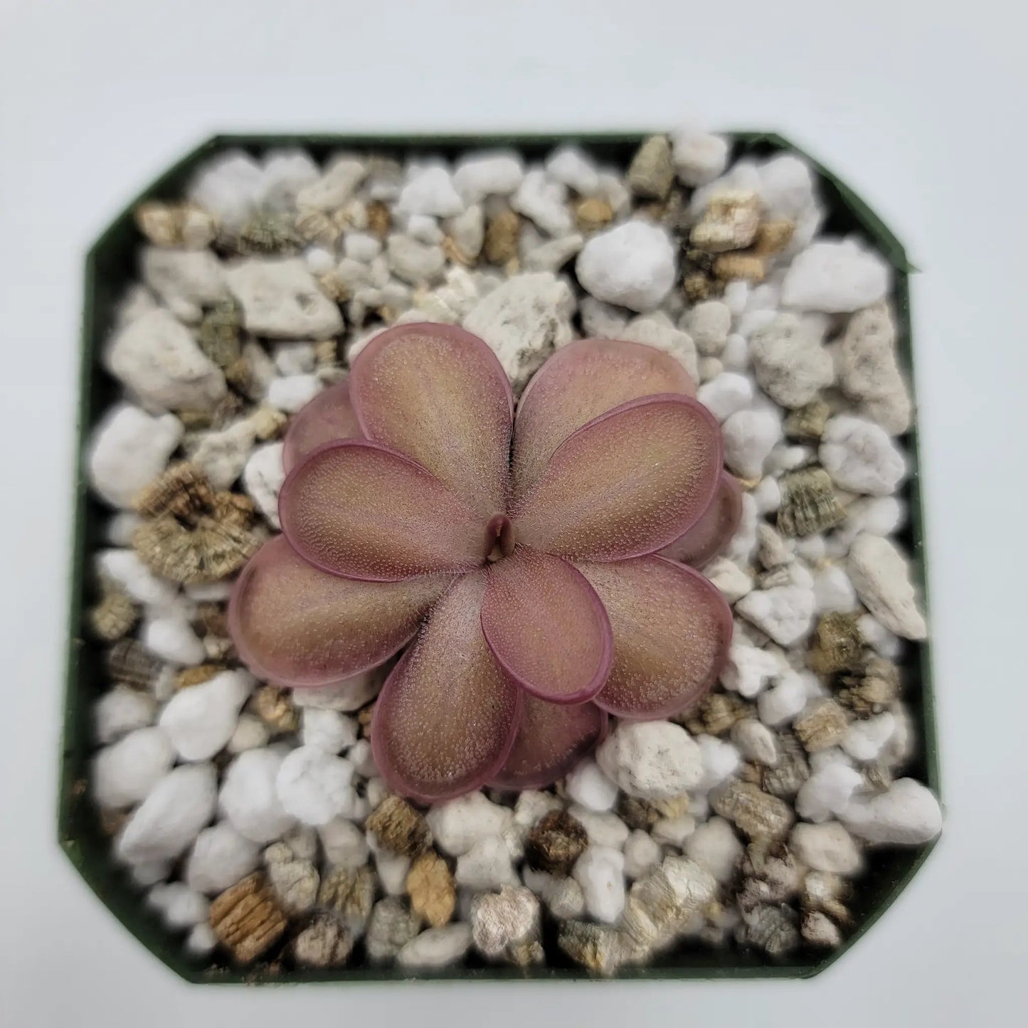 Pinguicula "ANPA A" x laueana - Tampa Home & Garden Store