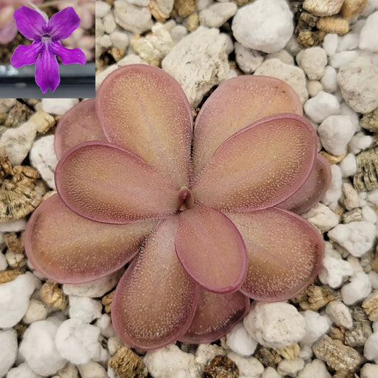 Pinguicula ANPA A x Lauena hybrid butterwort rosettes with pink-purple leaves on gravel on Tampa Home & Garden Store