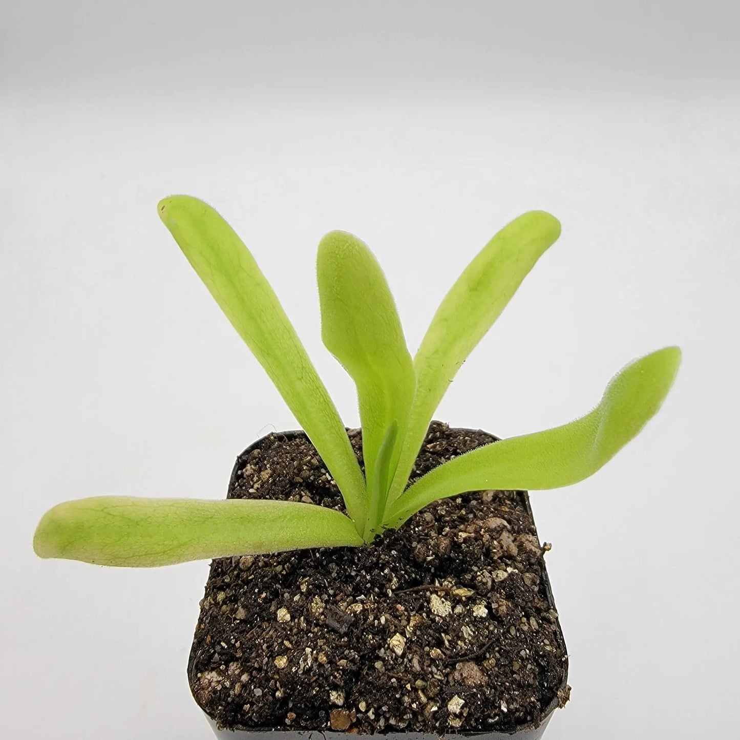 Pinguicula 'Apasionada' - Tampa Home & Garden Store