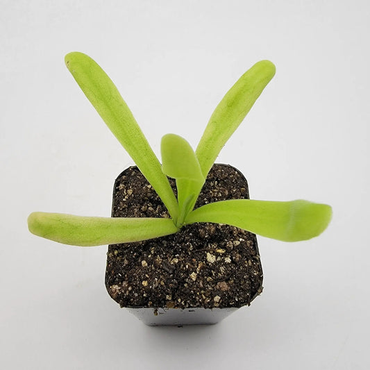 Pinguicula Apasionada butterwort plant with lime-green leaves in small pot on Tampa Home & Garden Store