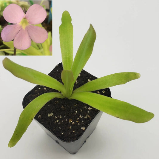 Pinguicula Aphrodite butterwort plant with rosette of green leaves in a pot; pink flower inset on Tampa Home & Garden Store