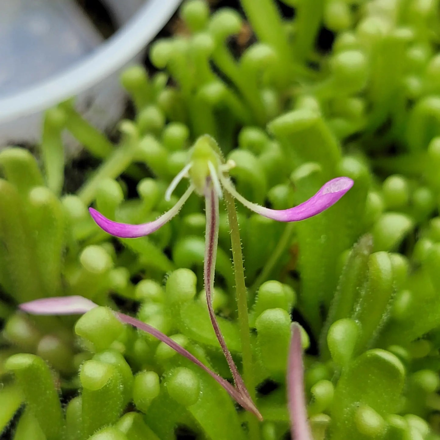 Pinguicula "Baby Medusa" - Tampa Home & Garden Store