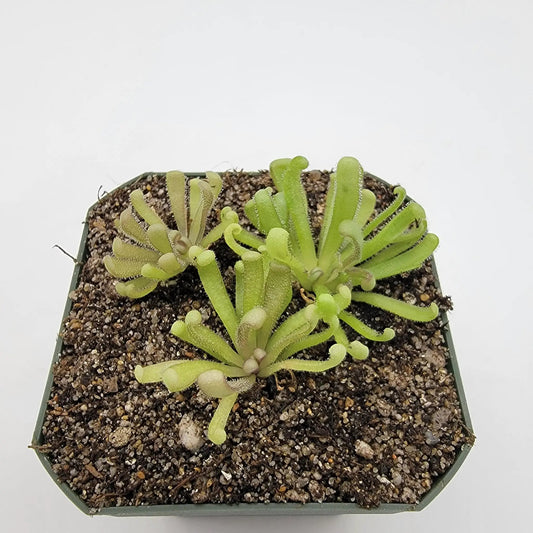 Pinguicula Baby Medusa Rainbow Carnivorous Plant green rosette butterwort leaves in gravel pot on Tampa Home & Garden Store