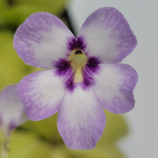 Pinguicula Bugbane hybrid butterwort flower, lavender petals with purple throat, close-up on Tampa Home & Garden Store