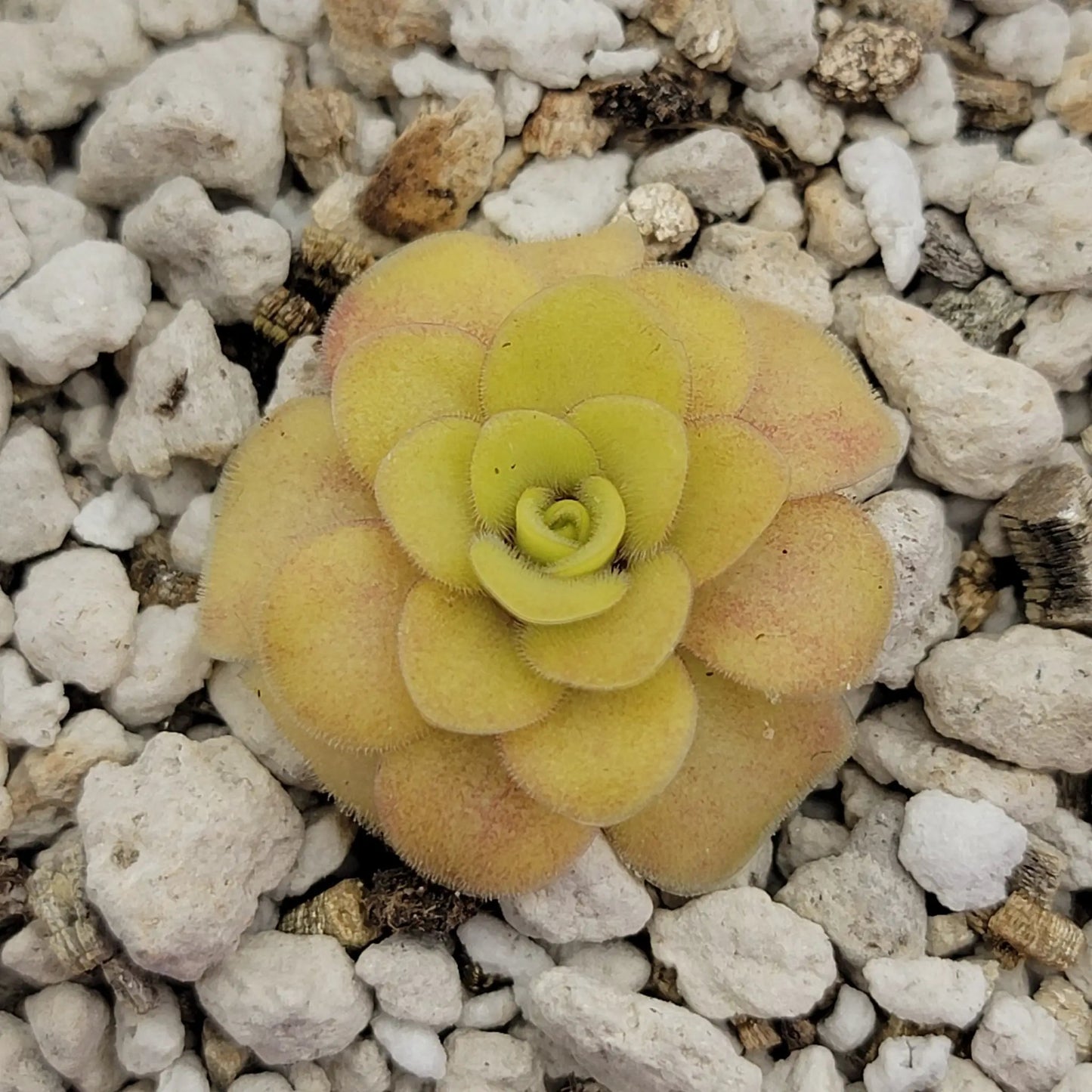 Pinguicula "Bugbane" - Tampa Home & Garden Store