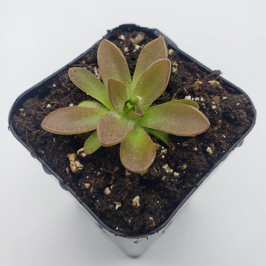 Pinguicula cv. BCP Crystal butterwort rosette in pot with bronze-green leaves on Tampa Home & Garden Store