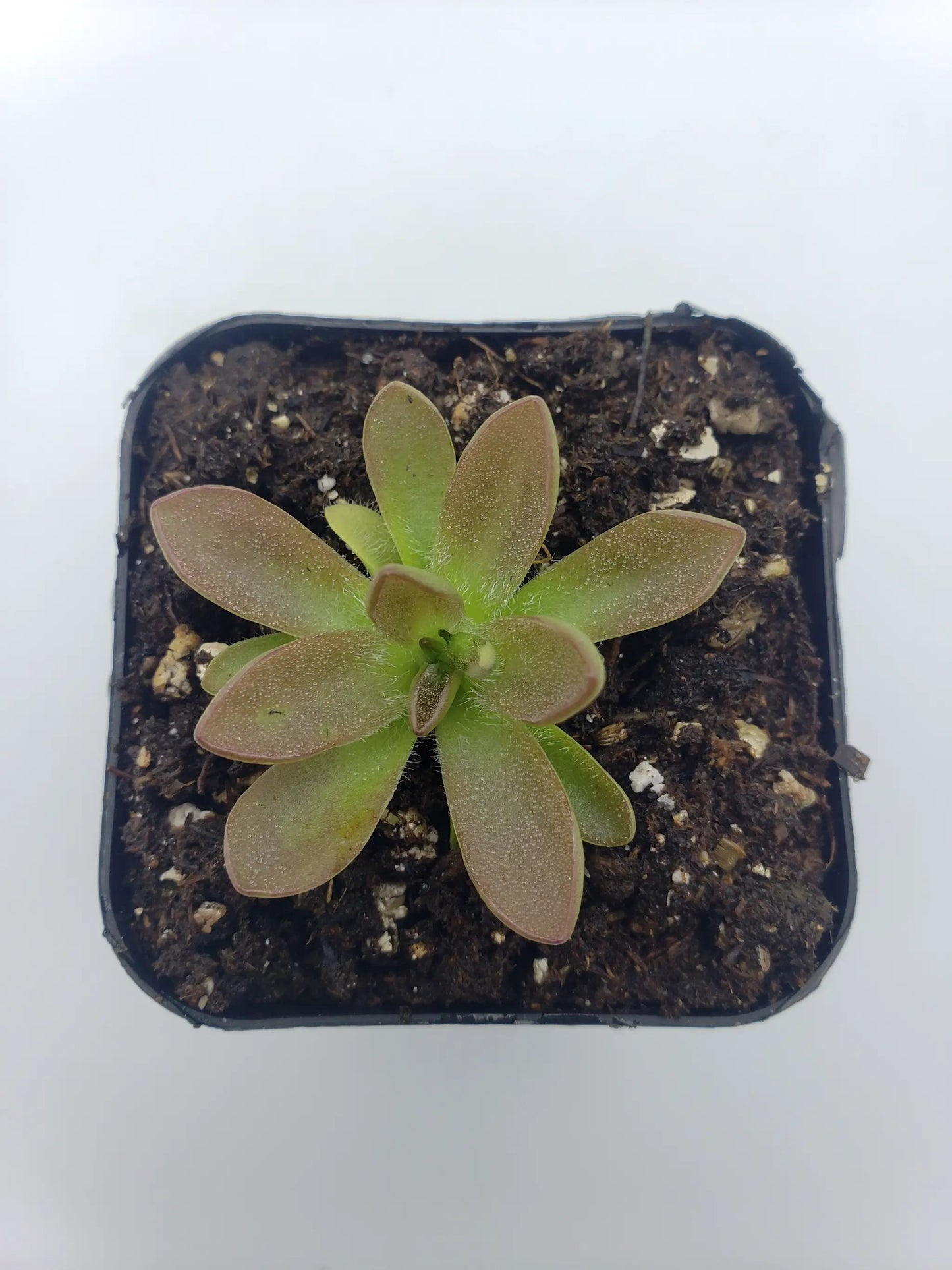 Pinguicula cv. 'BCP Crystal' - Tampa Home & Garden Store