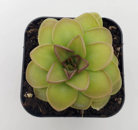 Pinguicula Hanka butterwort rosette with lime-green leaves in a pot on Tampa Home & Garden Store