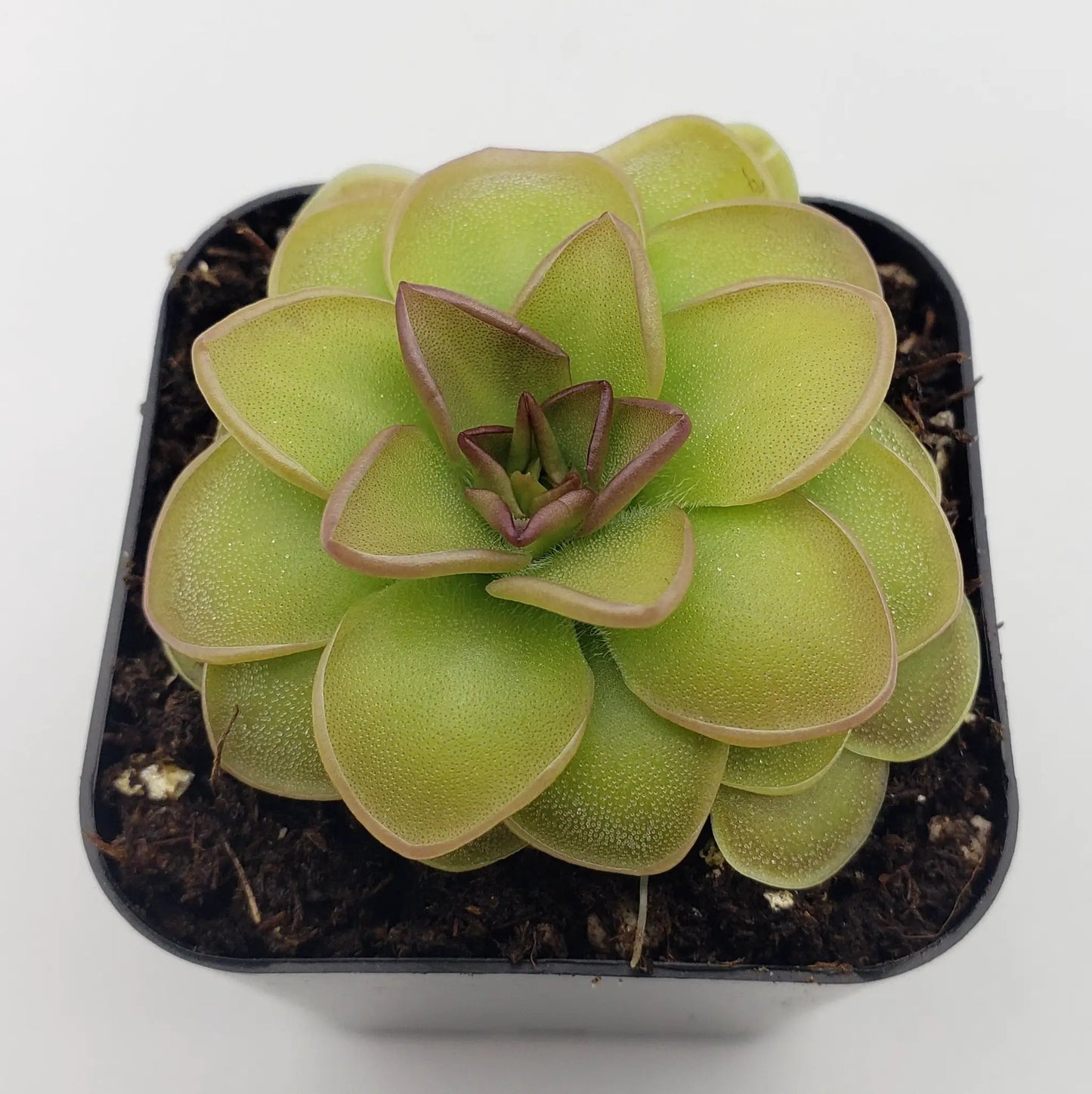Pinguicula 'Hanka' - Tampa Home & Garden Store